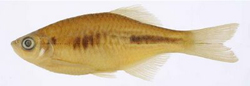 Devario xyrops