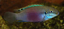 Enigmatochromis lucanusi