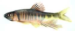 Opsariichthys kaopingensis