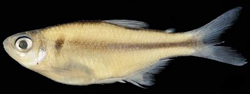 Phallobrycon adenacanthus