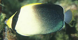 Chaetodontoplus poliourus