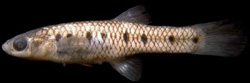 Cnesterodon pirai