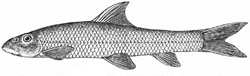 Garra nujiangensis