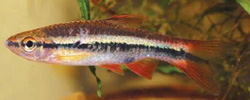 Rasbora patrickyapi