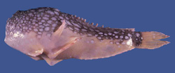Tetrabrachiidae