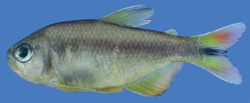 Astyanax xavante