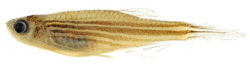 Danio quagga