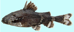 Hara koladynensis