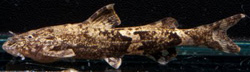 Pseudolaguvia flavida