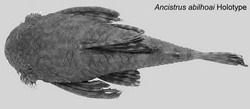 Ancistrus abilhoai