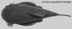 Ancistrus agostinhoi