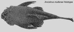 Ancistrus mullerae