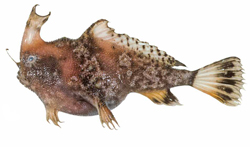 Pezichthys amplispinus