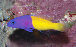 Pictichromis dinar