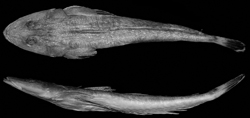 Platycephalus orbitalis