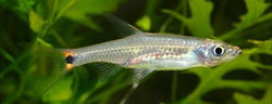 Kottelatia brittani ранее Rasbora brittani
