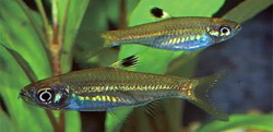 Brevibora dorsiocellata ранее Rasbora dorsiocellata