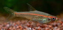 Trigonopoma pauciperforata ранее Rasbora pauciperforata