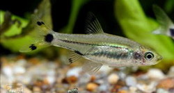 Rasbosoma spilocerca ранее Rasbora spilocerca