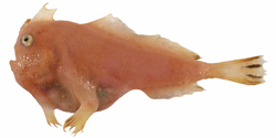 Sympterichthys moultoni