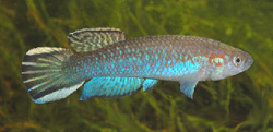 Nimbapanchax guineense 