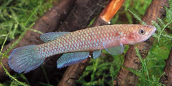 Epiplatys maeseni