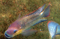 Oreochromis mossambicus bassamkhalafi