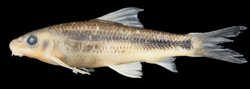 Pseudogyrinocheilus longisulcus