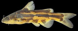 Tachysurus spilotus