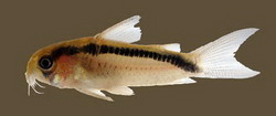 Corydoras urucu