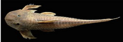 Lamontichthys avacanoeiro