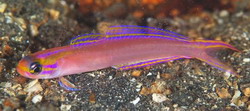 Navigobius dewa