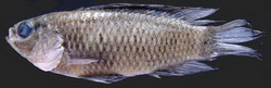 Badis dibruensis