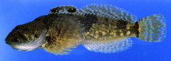 Cottus immaculatus