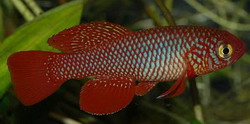 Nothobranchius kadleci