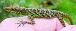 Anolis anchicayae