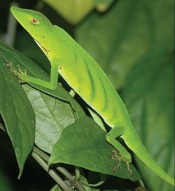 Anolis ibanezi