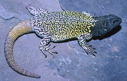 Phymaturus