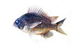 Chromis durvillei