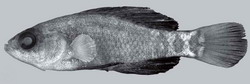 Elassoma gilberti