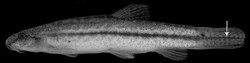 Lepidocephalichthys alkaia