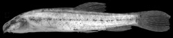 Lepidocephalichthys kranos