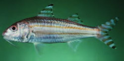 Upeneus supravittatus