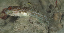 Ancistrogobius yoshigoui