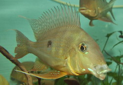 Geophagus neambi