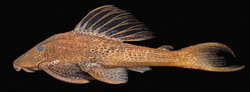 Hypostomus kopeyaka