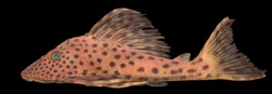 Hypostomus weberi