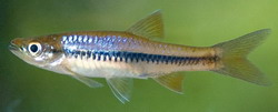 Rasbora armitagei