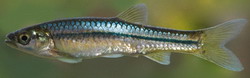 Rasbora naggsi