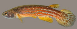 Rivulus tocantinensis